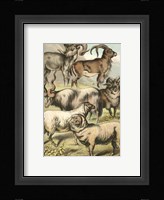 Johnson's Sheep Fine Art Print