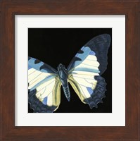 Small Dramatic Butterflies I Fine Art Print