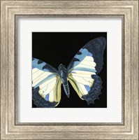 Small Dramatic Butterflies I Fine Art Print