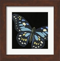 Small Dramatic Butterflies II Fine Art Print