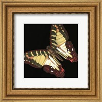 Small Dramatic Butterflies III Fine Art Print