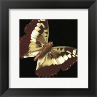 Small Dramatic Butterflies IV Fine Art Print