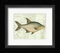 Freshwater I Fine Art Print