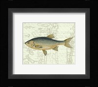 Freshwater II Fine Art Print