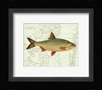 Freshwater III Fine Art Print