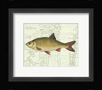 Freshwater IV Fine Art Print