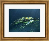 Aegean Sea Turtles I Fine Art Print
