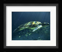Aegean Sea Turtles I Fine Art Print