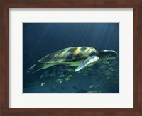 Aegean Sea Turtles I Fine Art Print