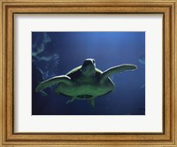 Aegean Sea Turtles II Fine Art Print