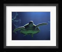 Aegean Sea Turtles II Fine Art Print