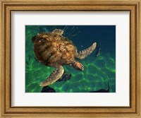 Aegean Sea Turtles III Fine Art Print