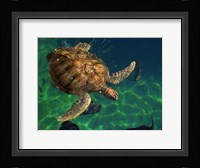 Aegean Sea Turtles III Fine Art Print