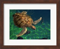 Aegean Sea Turtles III Fine Art Print