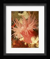 Graphic Sea Anemone I Fine Art Print