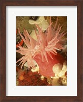 Graphic Sea Anemone I Fine Art Print