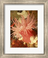Graphic Sea Anemone I Fine Art Print