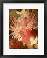 Graphic Sea Anemone I Framed Print
