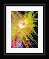 Graphic Sea Anemone II Fine Art Print