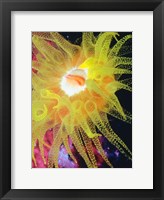 Graphic Sea Anemone II Fine Art Print