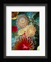 Graphic Sea Anemone III Fine Art Print