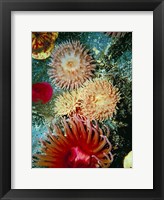 Graphic Sea Anemone III Framed Print