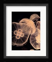 Graphic Jellyfish I Fine Art Print