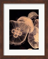 Graphic Jellyfish I Fine Art Print