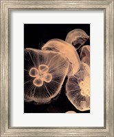 Graphic Jellyfish I Fine Art Print
