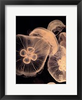 Graphic Jellyfish I Fine Art Print