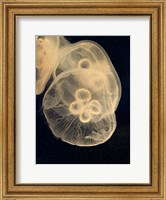 Graphic Jellyfish II Fine Art Print