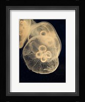 Graphic Jellyfish II Fine Art Print
