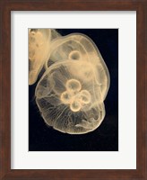 Graphic Jellyfish II Fine Art Print