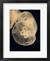 Graphic Jellyfish II Fine Art Print