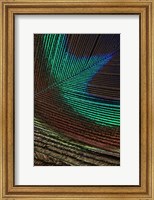 Peacock Feathers I Fine Art Print