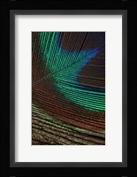 Peacock Feathers I Fine Art Print
