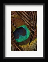 Peacock Feathers II Fine Art Print