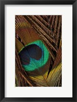 Peacock Feathers II Fine Art Print