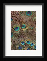 Peacock Feathers III Fine Art Print