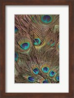 Peacock Feathers III Fine Art Print