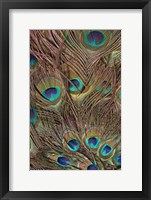 Peacock Feathers III Fine Art Print