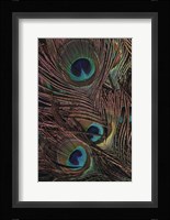 Peacock Feathers IV Fine Art Print