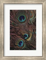 Peacock Feathers IV Fine Art Print