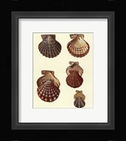 Crackled Antique Shells I Fine Art Print