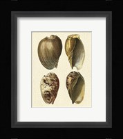 Crackled Antique Shells II Fine Art Print