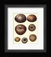 Crackled Antique Shells III Fine Art Print