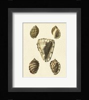 Crackled Antique Shells IV Fine Art Print