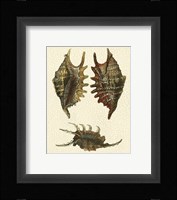 Crackled Antique Shells V Fine Art Print