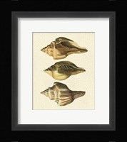Crackled Antique Shells VI Fine Art Print