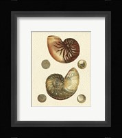 Crackled Antique Shells VII Fine Art Print